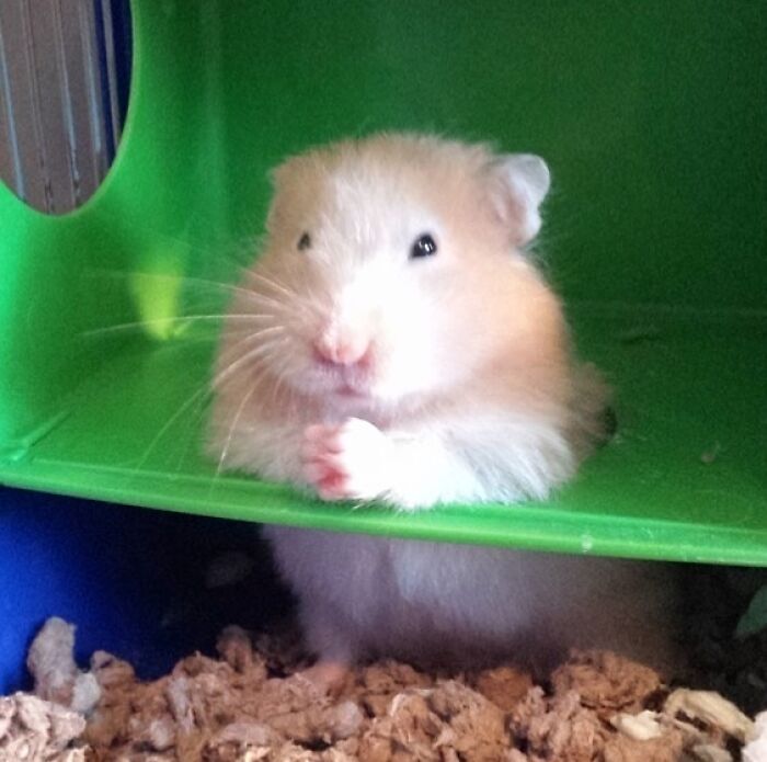 99 Animal Faces That Are Basically Comedy Gold