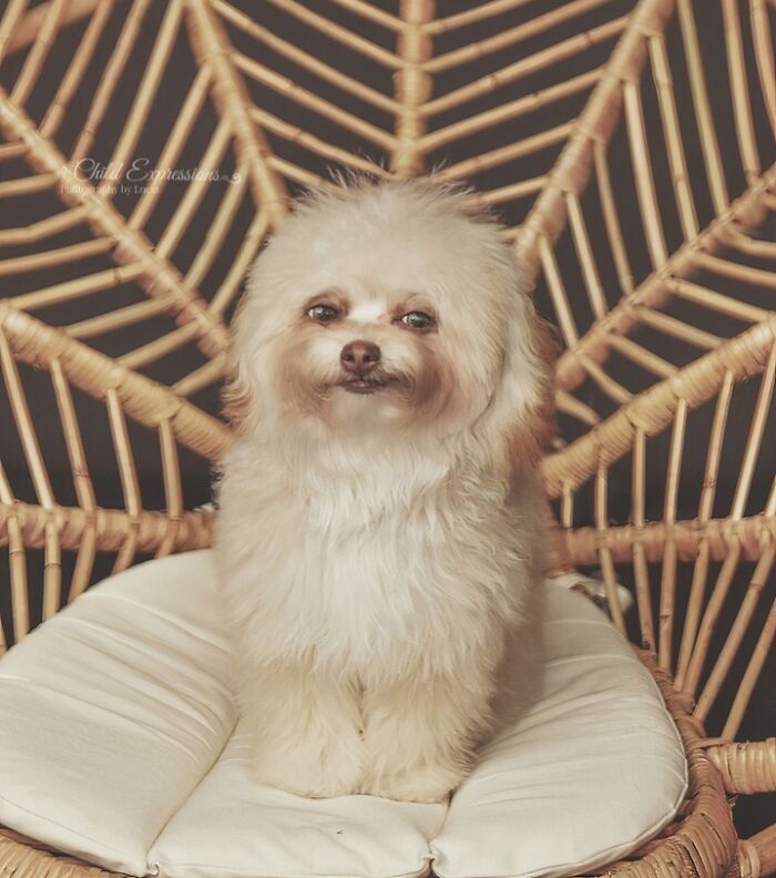 99 Animal Faces That Are Basically Comedy Gold