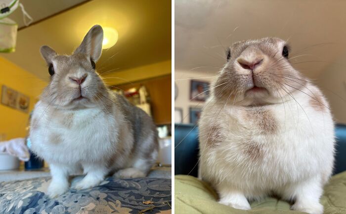 99 Animal Faces That Are Basically Comedy Gold