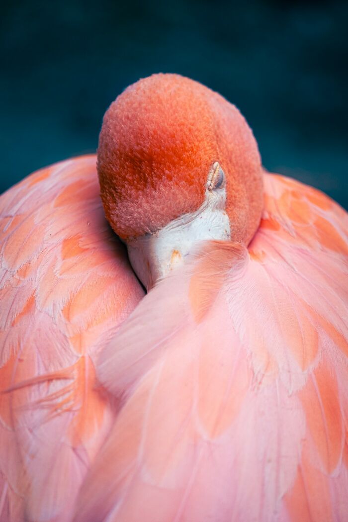 20 Animal Pics That Will Totally Blow Your Mind
