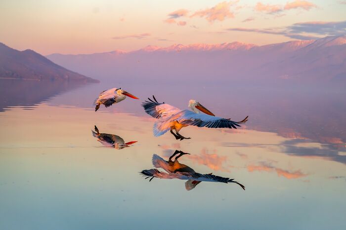 20 Animal Pics That Will Totally Blow Your Mind