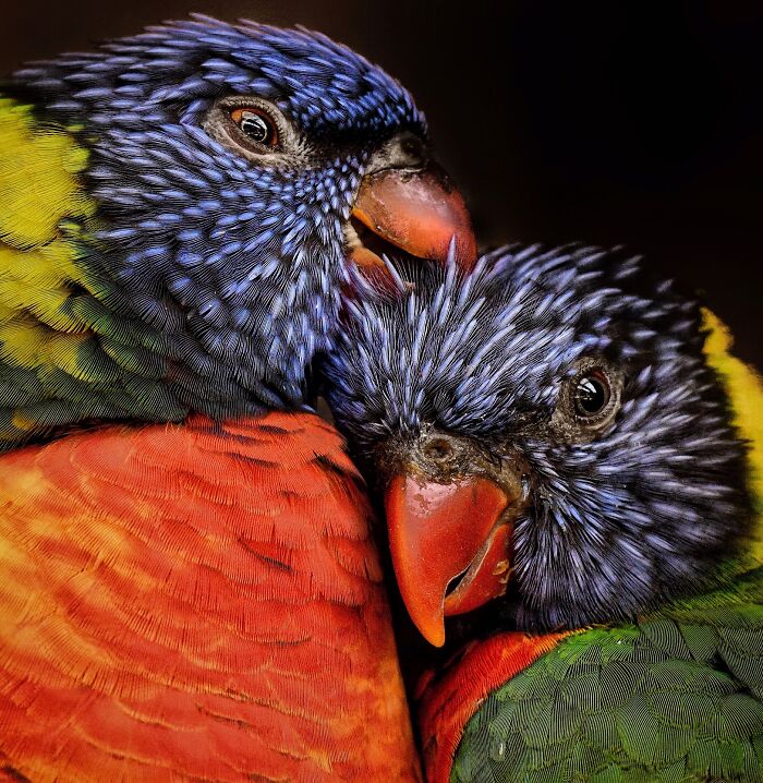 20 Animal Pics That Will Totally Blow Your Mind
