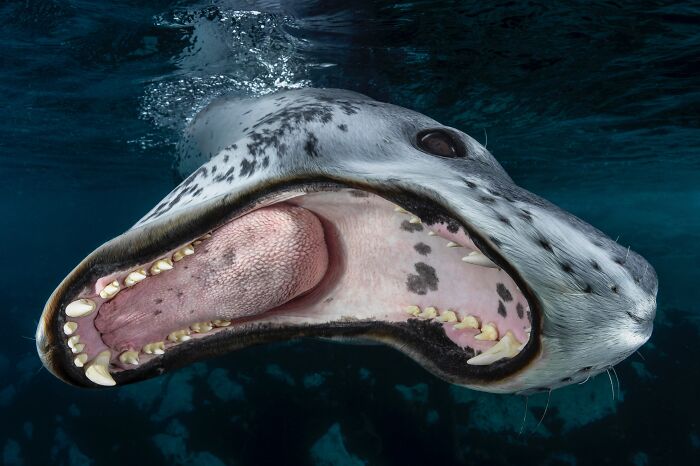 20 Animal Pics That Will Totally Blow Your Mind