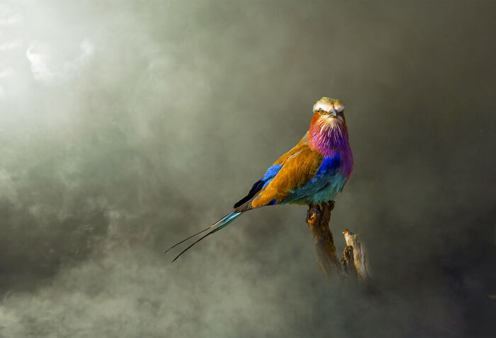 20 Animal Pics That Will Totally Blow Your Mind