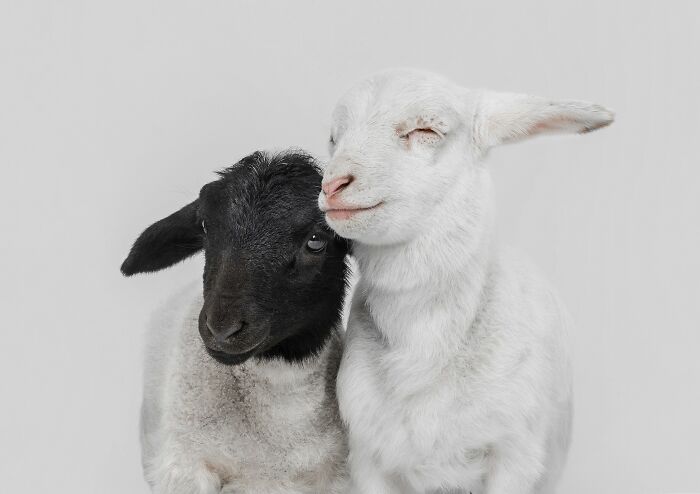 20 Animal Pics That Will Totally Blow Your Mind