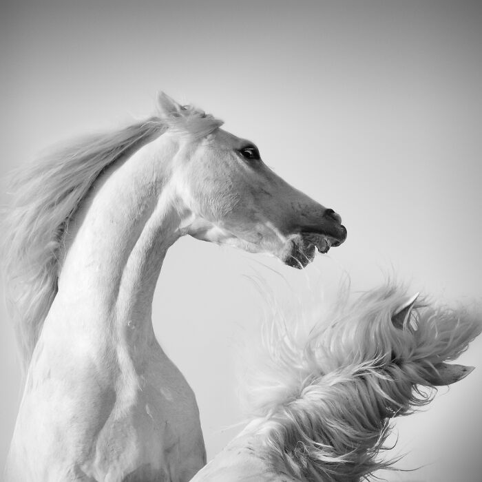 20 Animal Pics That Will Totally Blow Your Mind