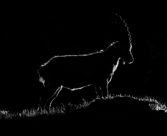 20 Animal Pics That Will Totally Blow Your Mind