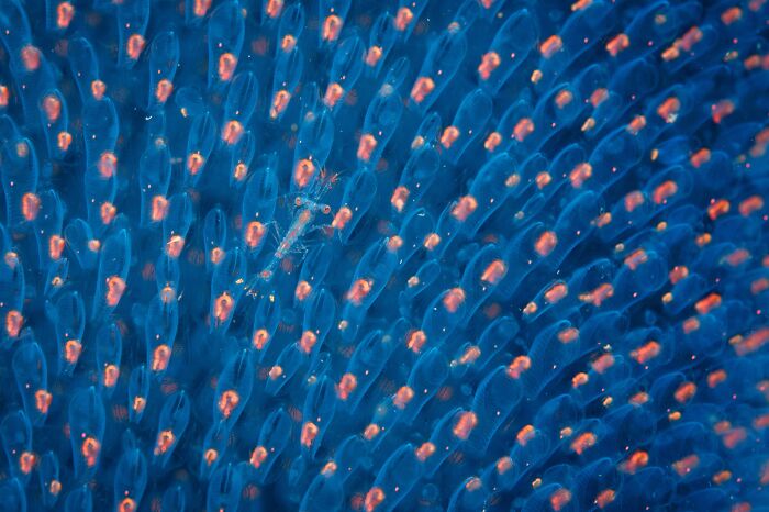 20 Animal Pics That Will Totally Blow Your Mind
