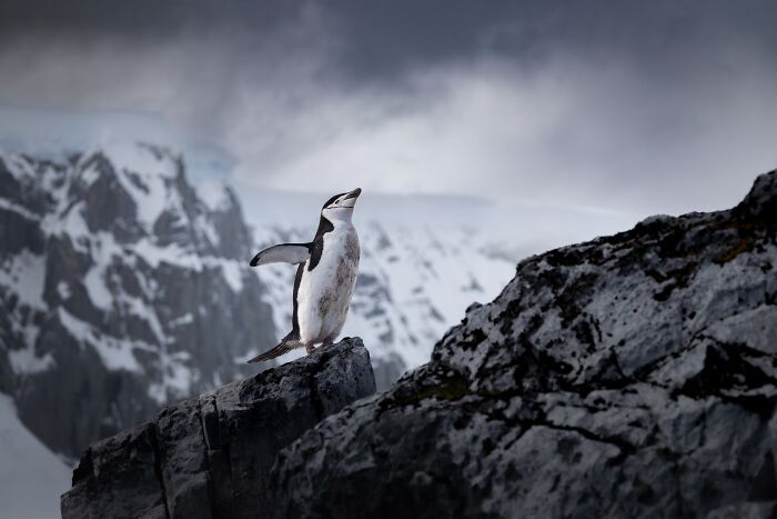 20 Animal Pics That Will Totally Blow Your Mind