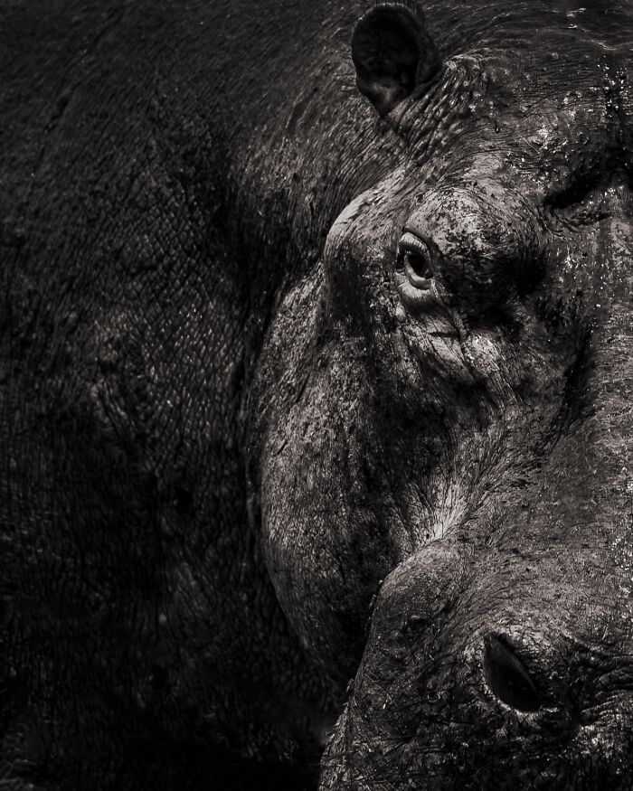 20 Animal Pics That Will Totally Blow Your Mind