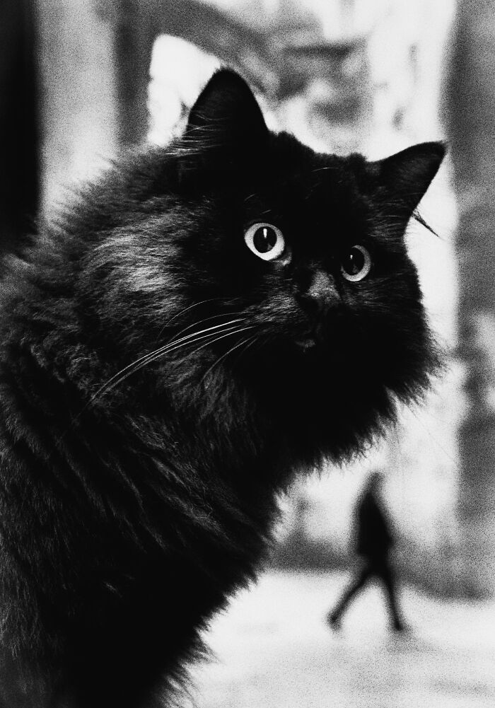 20 Animal Pics That Will Totally Blow Your Mind