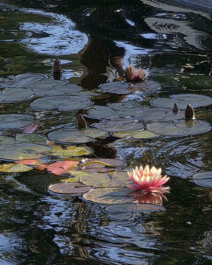 Water Lily, But Make It Renaissance