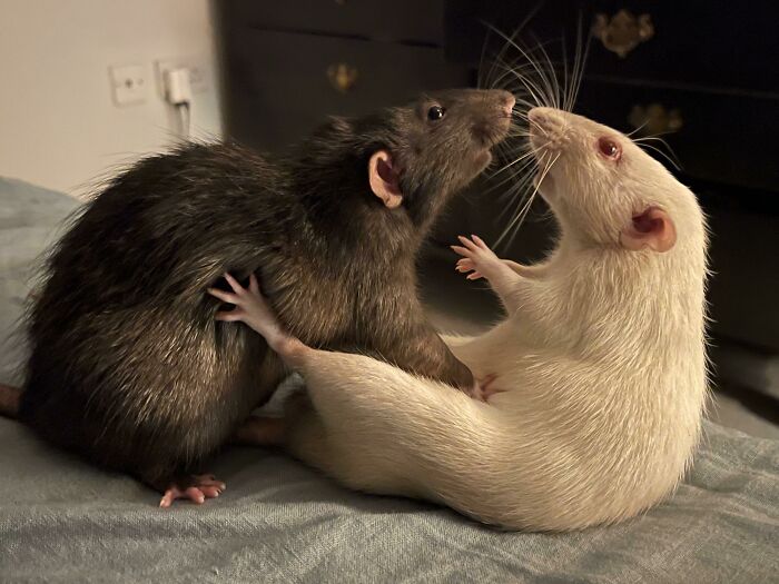 These Photos Accidentally Nailed That Renaissance Vibe and We Can’t Stop Staring