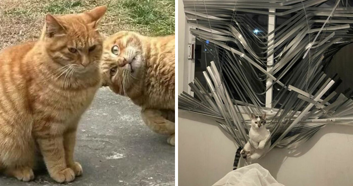 40 Cats Being Total Goofballs That Will Make Your Day
