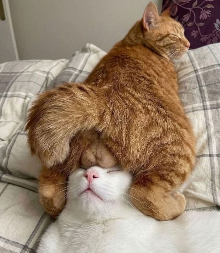40 Cats Being Total Goofballs That Will Make Your Day