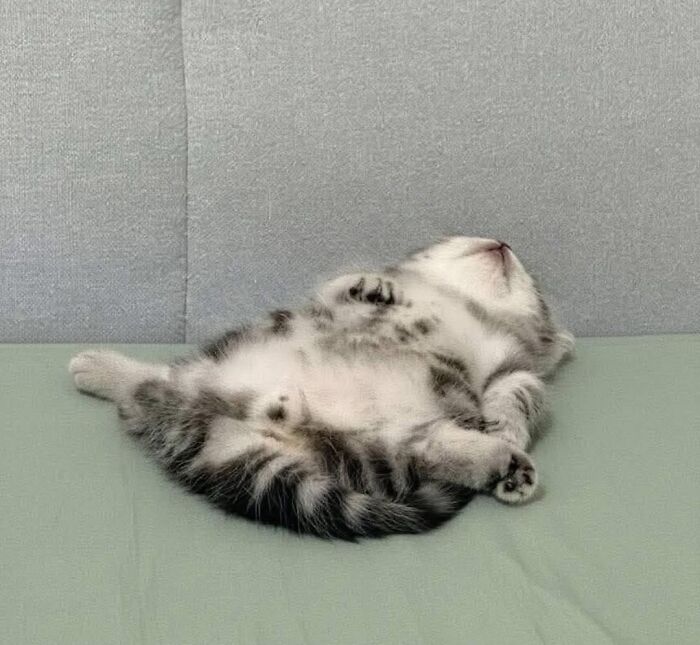40 Cats Being Total Goofballs That Will Make Your Day