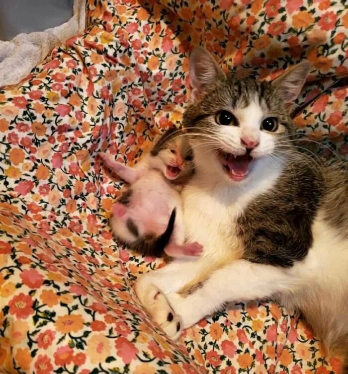 40 Cats Being Total Goofballs That Will Make Your Day