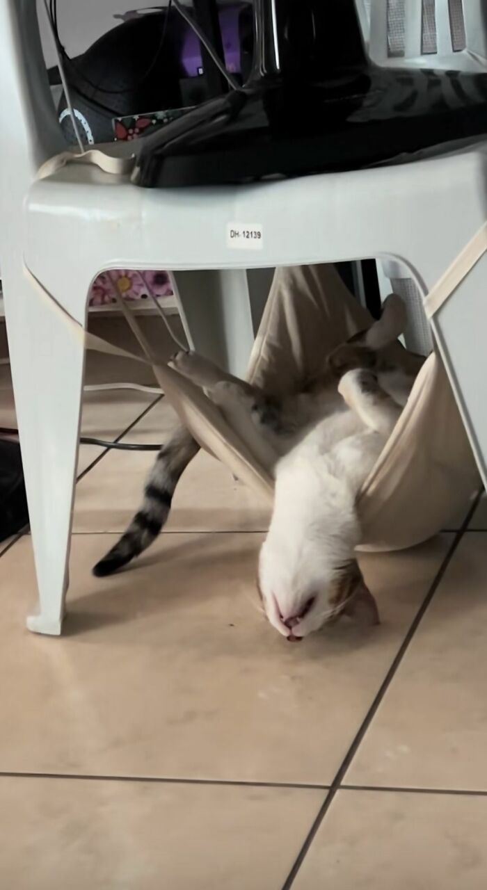 40 Cats Being Total Goofballs That Will Make Your Day