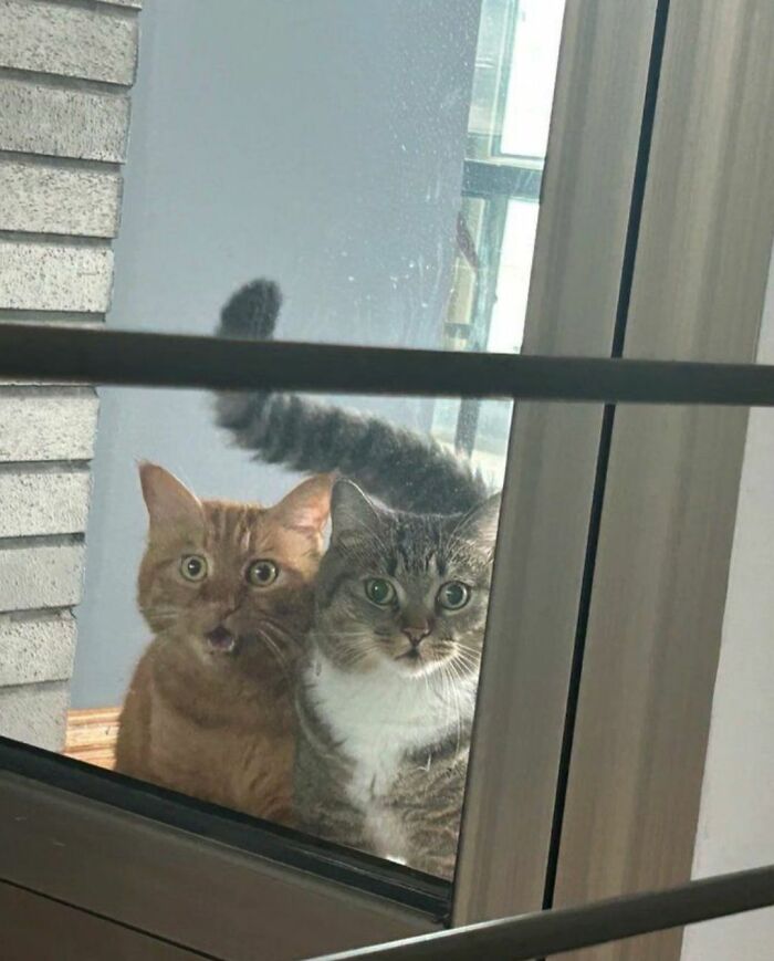 40 Cats Being Total Goofballs That Will Make Your Day