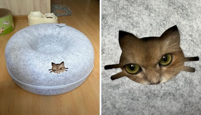 40 Cats Being Total Goofballs That Will Make Your Day
