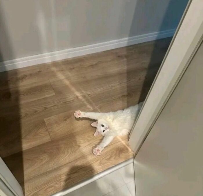 40 Cats Being Total Goofballs That Will Make Your Day