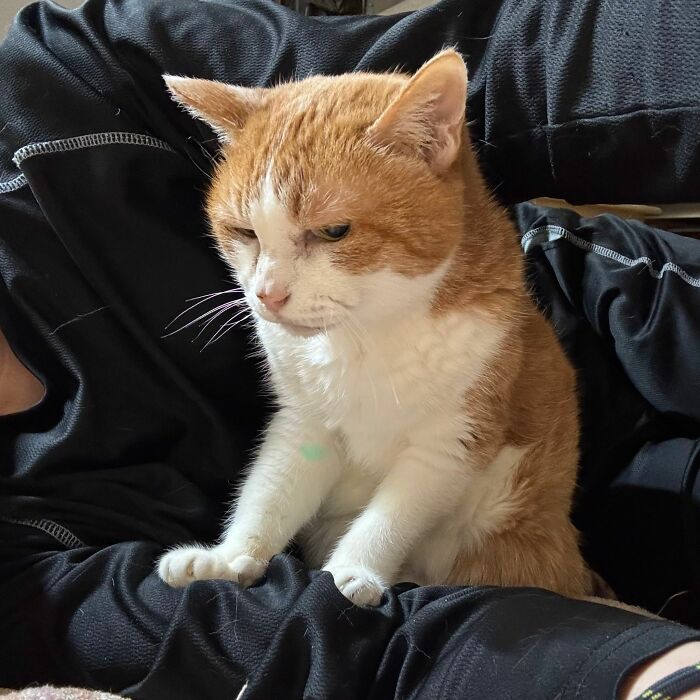 40 Cats Being Total Goofballs That Will Make Your Day