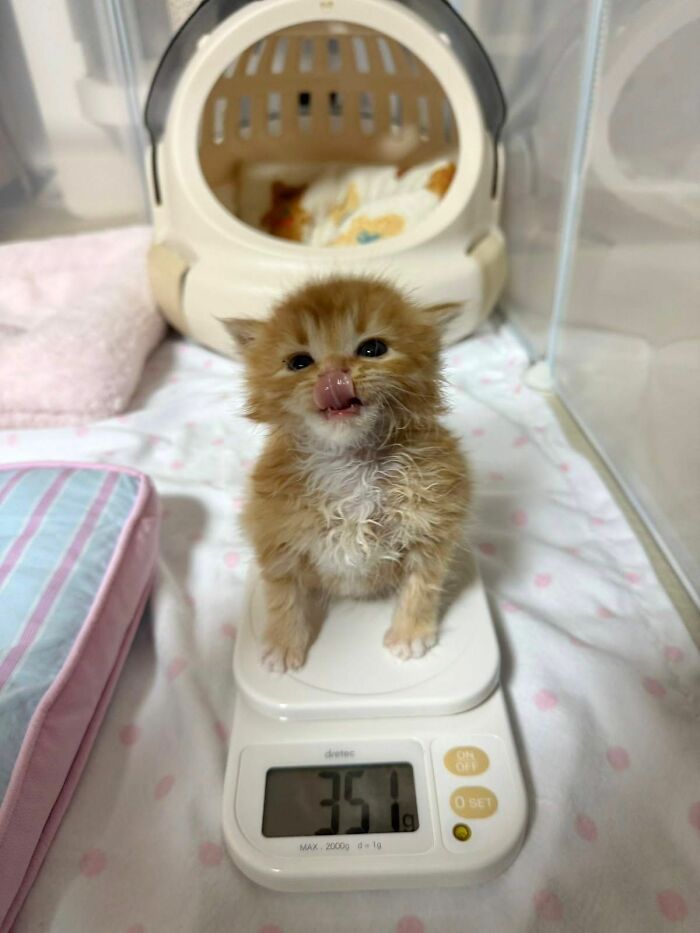 40 Cats Being Total Goofballs That Will Make Your Day