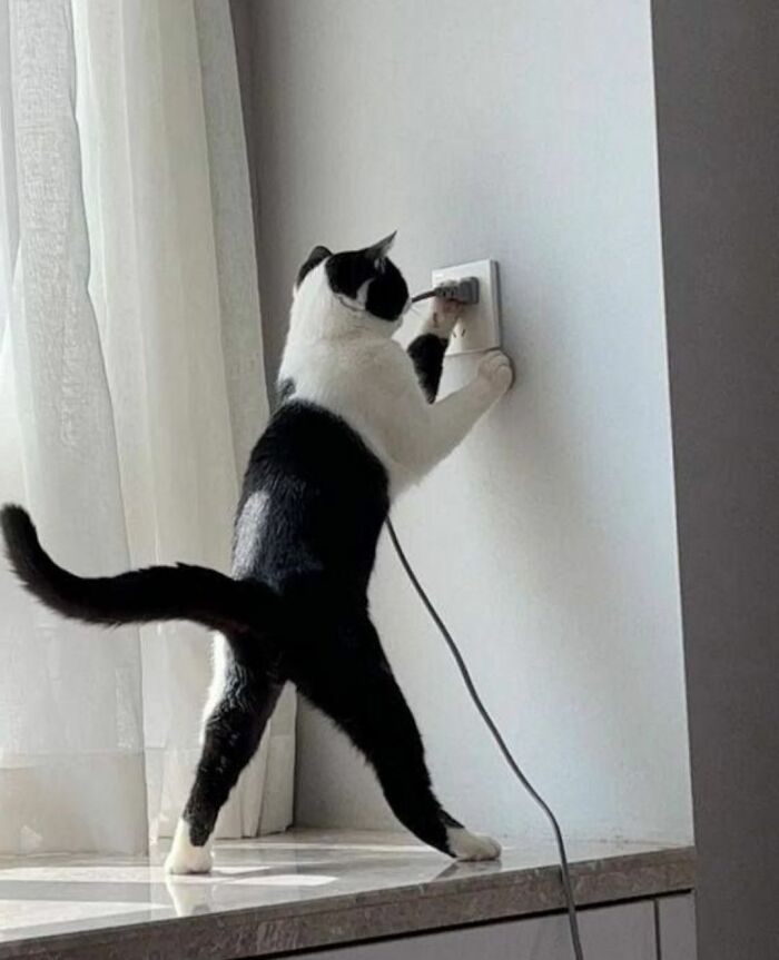 40 Cats Being Total Goofballs That Will Make Your Day