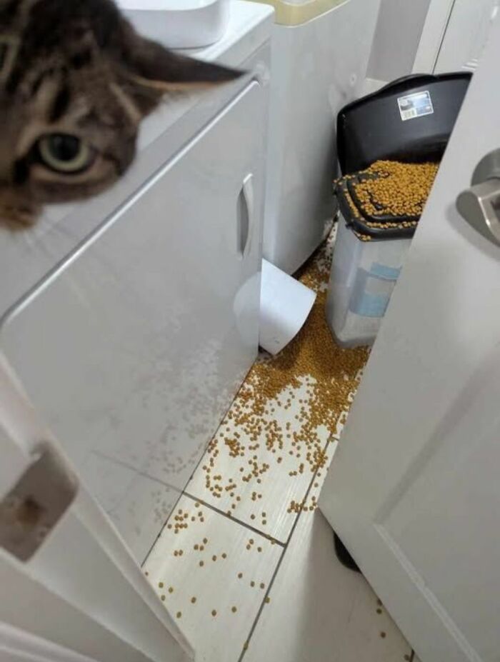 40 Cats Being Total Goofballs That Will Make Your Day