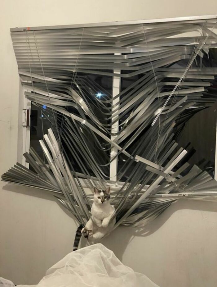 40 Cats Being Total Goofballs That Will Make Your Day