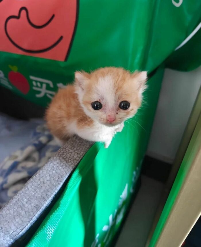 40 Cats Being Total Goofballs That Will Make Your Day