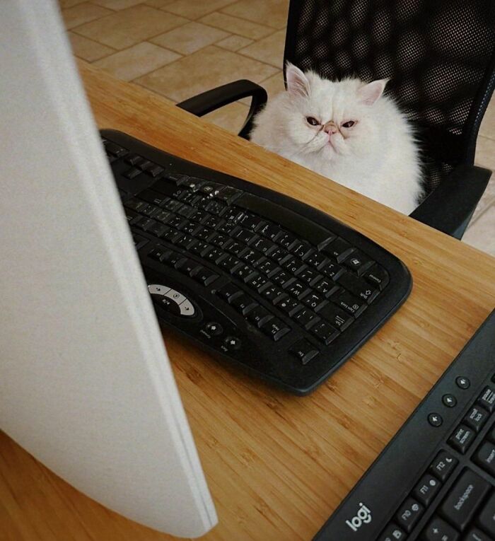 40 Cats Being Total Goofballs That Will Make Your Day