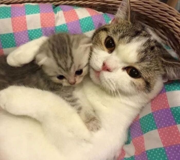 40 Cats Being Total Goofballs That Will Make Your Day