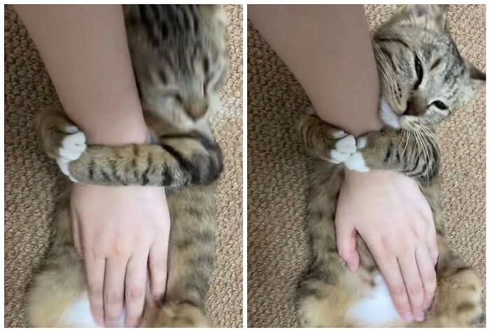 40 Cats Being Total Goofballs That Will Make Your Day