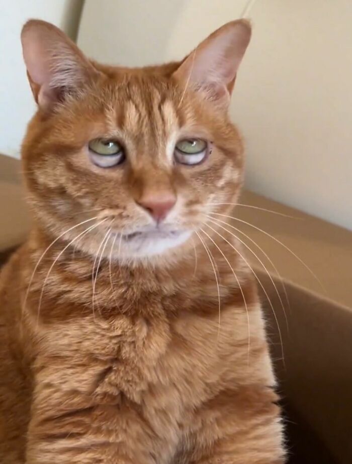 40 Cats Being Total Goofballs That Will Make Your Day