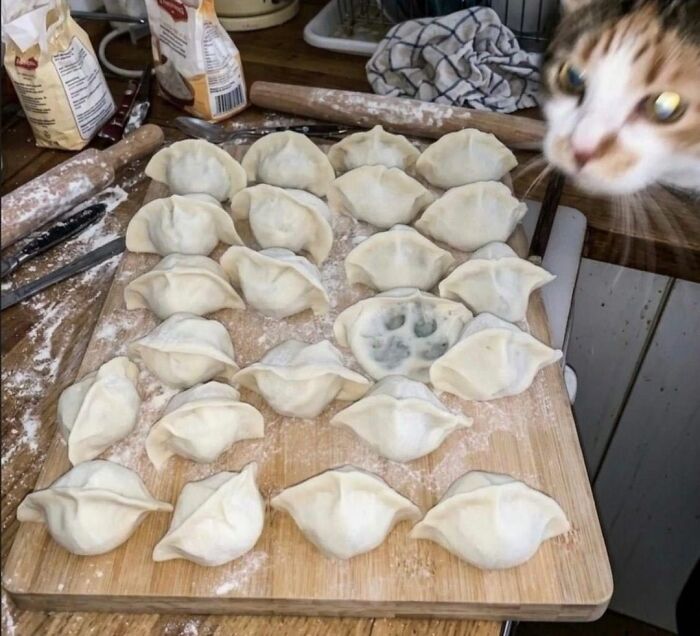 40 Cats Being Total Goofballs That Will Make Your Day