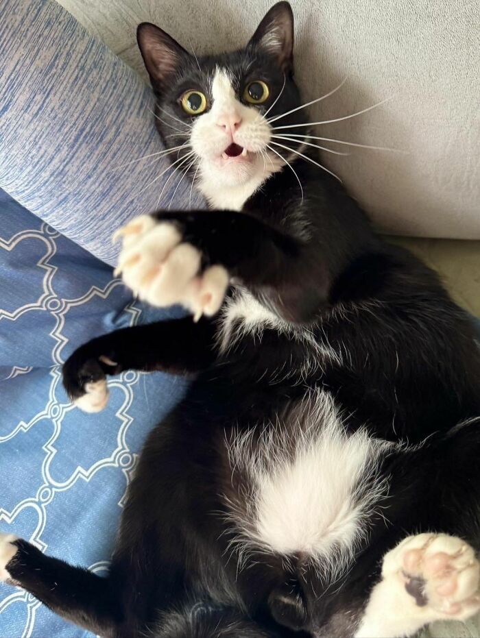 40 Cats Being Total Goofballs That Will Make Your Day