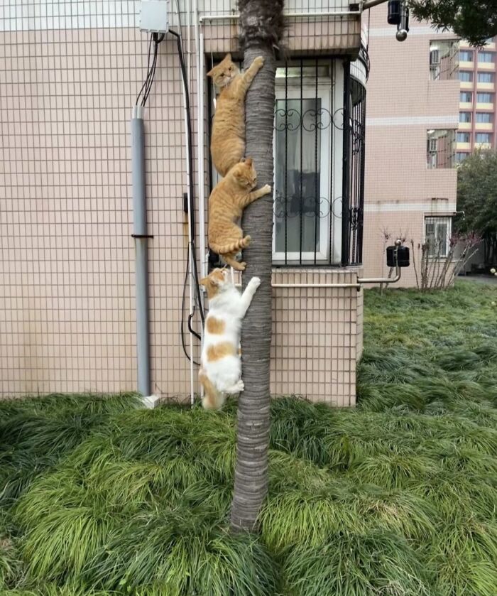 40 Cats Being Total Goofballs That Will Make Your Day