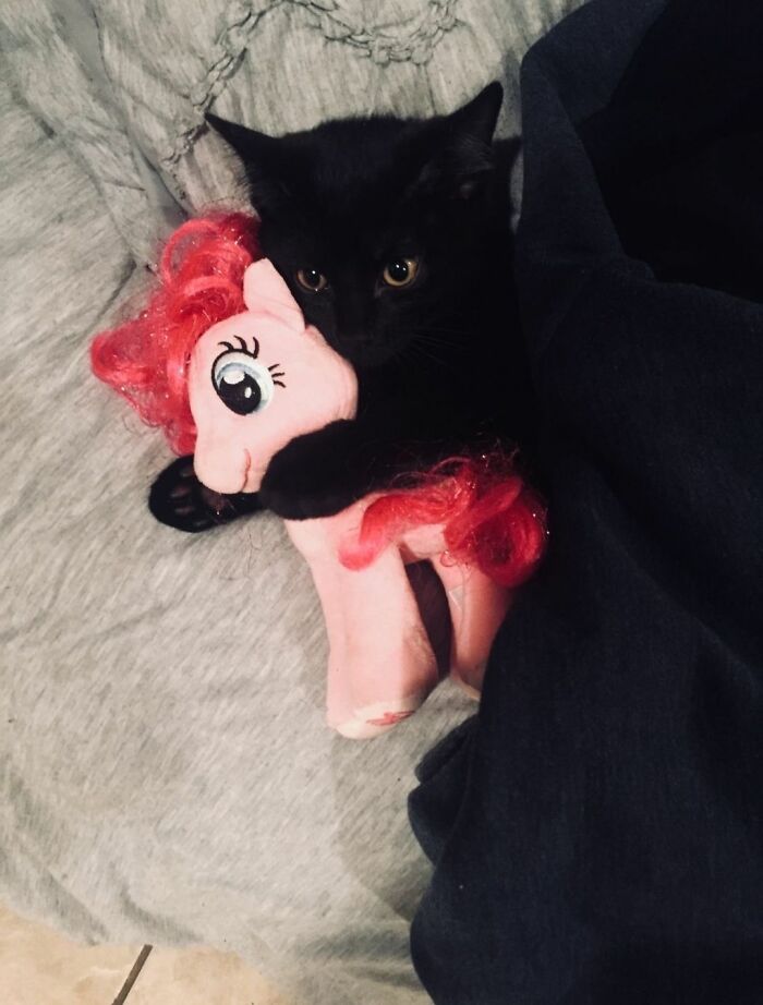 40 Cats Being Total Goofballs That Will Make Your Day