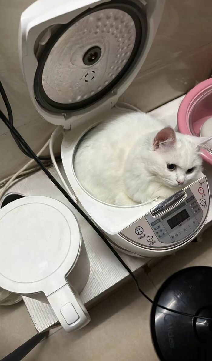 40 Cats Being Total Goofballs That Will Make Your Day