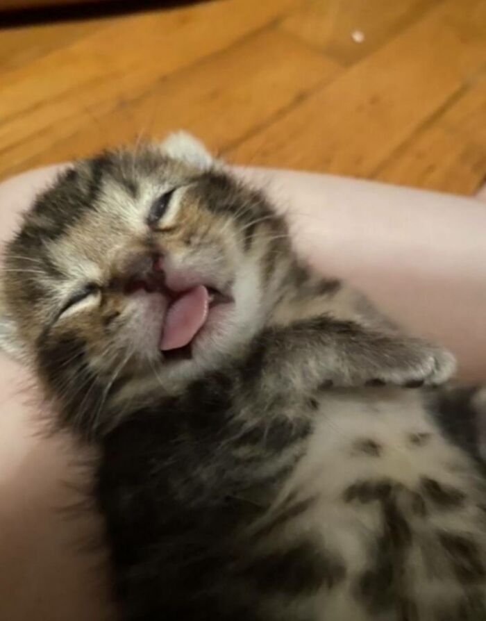 40 Cats Being Total Goofballs That Will Make Your Day