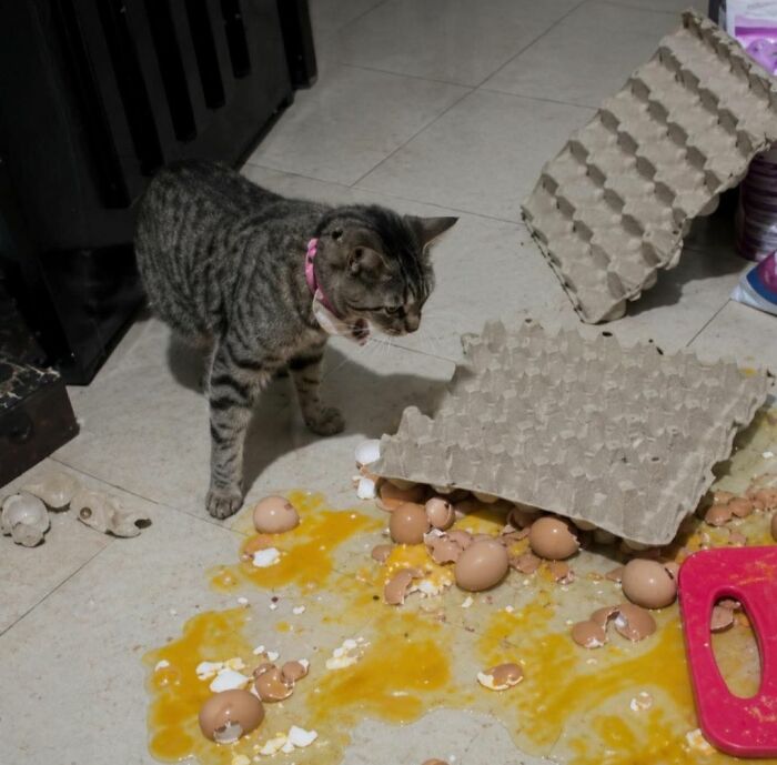 40 Cats Being Total Goofballs That Will Make Your Day