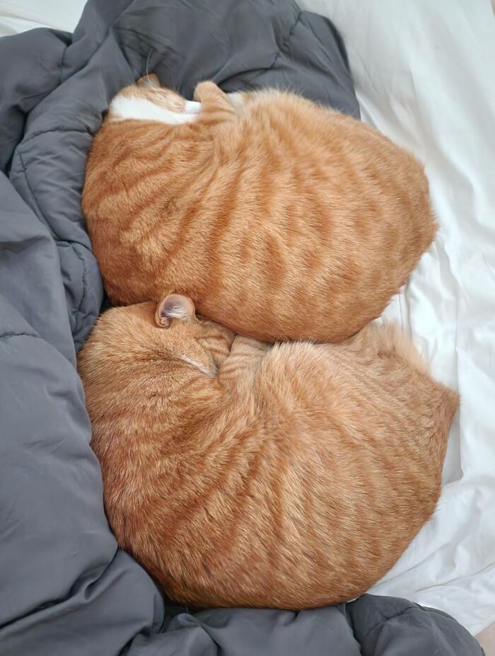40 Cats Being Total Goofballs That Will Make Your Day
