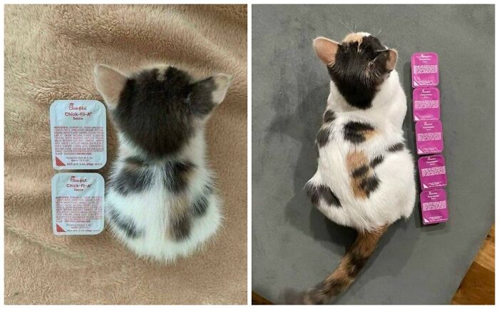 40 Cats Being Total Goofballs That Will Make Your Day