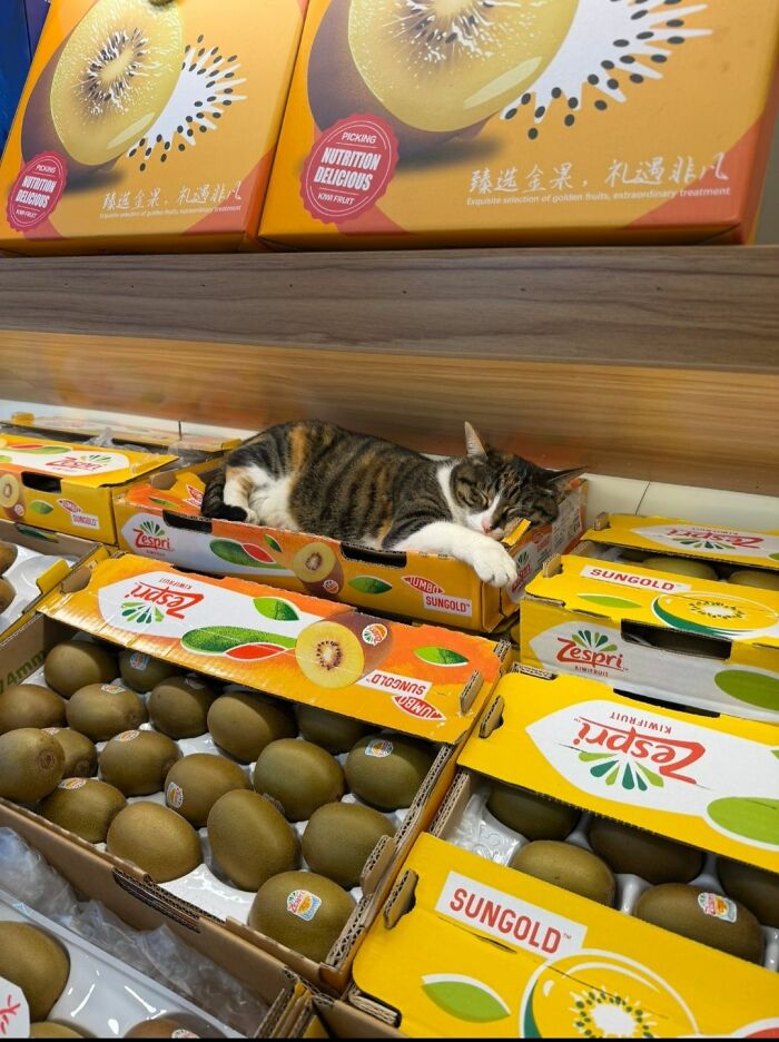 40 Cats Being Total Goofballs That Will Make Your Day