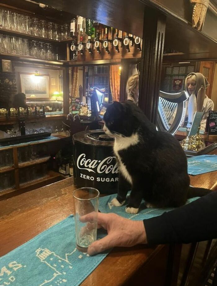 40 Cats Being Total Goofballs That Will Make Your Day