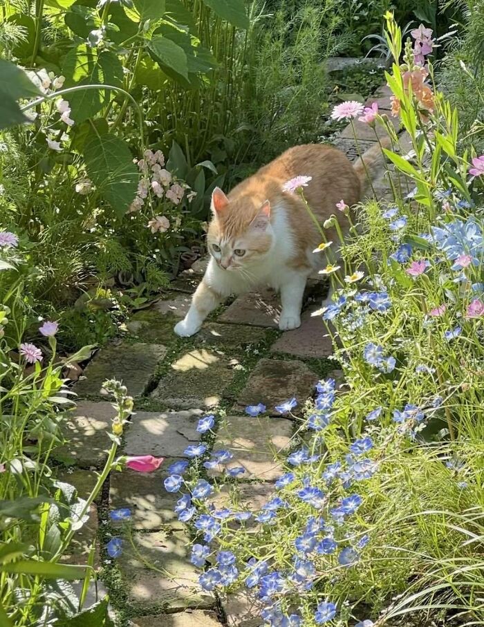40 Cats Being Total Goofballs That Will Make Your Day