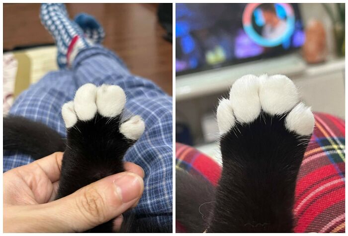 40 Cats Being Total Goofballs That Will Make Your Day