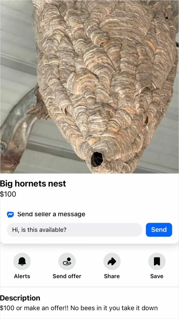 Wait, You Won't Believe These Wild Appalachian FB Marketplace Finds!