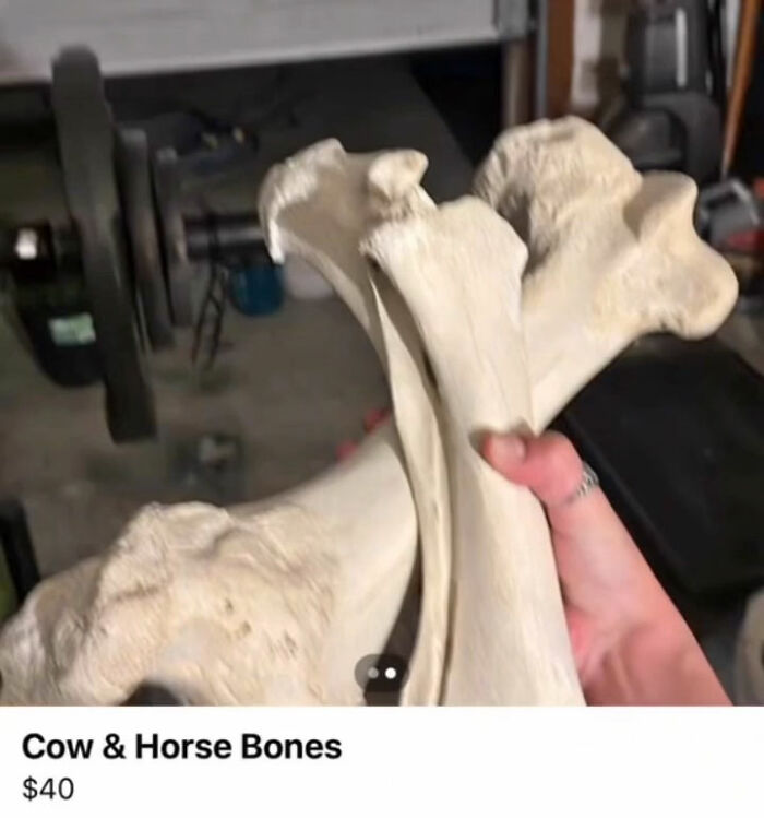 Wait, You Won't Believe These Wild Appalachian FB Marketplace Finds!